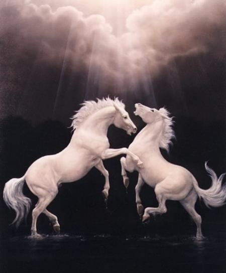 les chevaux