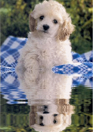 oh il es mimi se chiot