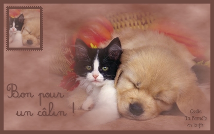 bon pour un calin ses tout mimi
