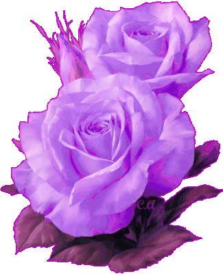 belle rose